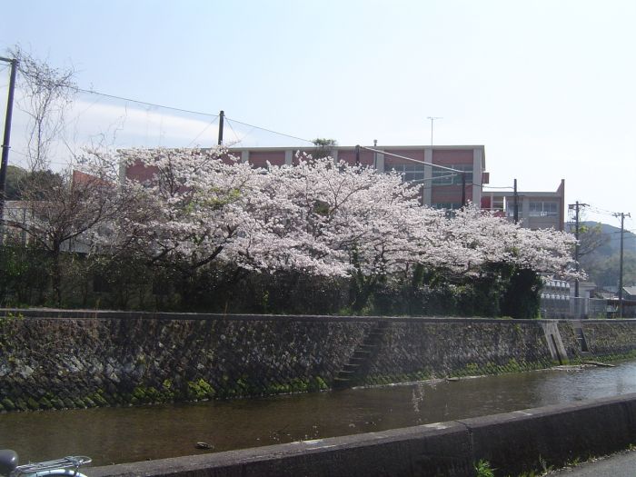 令和２年４月４日臼杵高校の周囲