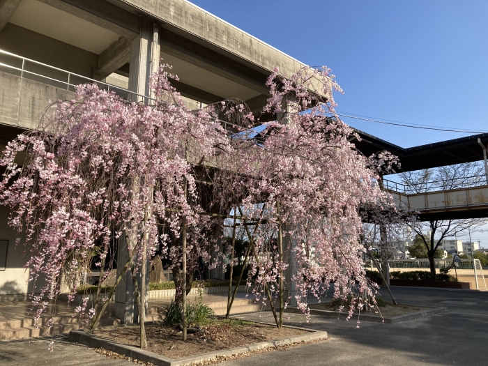 お知らせの画像