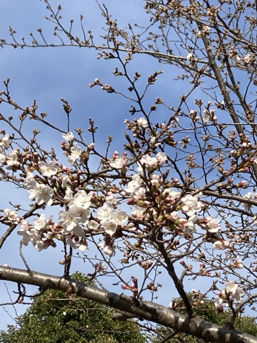 令和５年度の観桜会　4月1日（土）開催のお知らせ