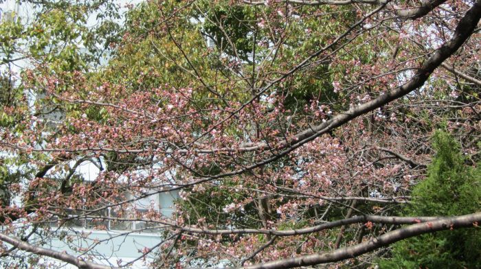 観桜会と桜