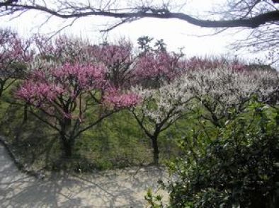 緑ヶ丘公園の梅　