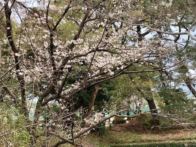 令和７年　観桜会のご案内　明日３月２９日土曜日　開催します