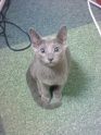 マイペット オス猫ルパン